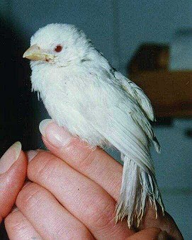 Sperling Albino Jungvogel
