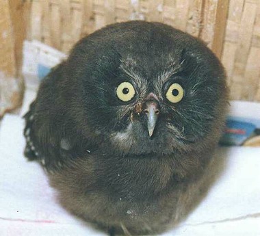 Rauhfusskauz Jungvogel