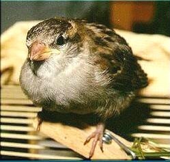 Sperling Jungvogel