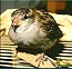 Sperling Jungvogel